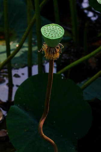 A green lotus seed head stands prominently above water, surrounded by large, dark green leaves. The stem is brown and curved, supporting the seed head with its distinctive multiple, small circular openings.