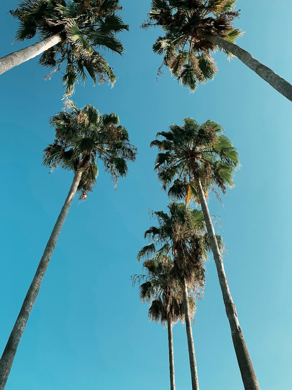 green and tall trees view