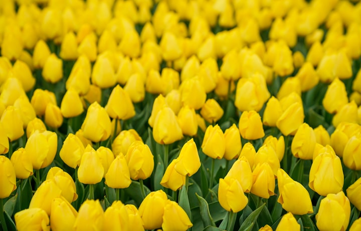 Yellow Tulips