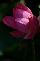 Close-up of a lotus flower blooming with dew drops in soft natural light.