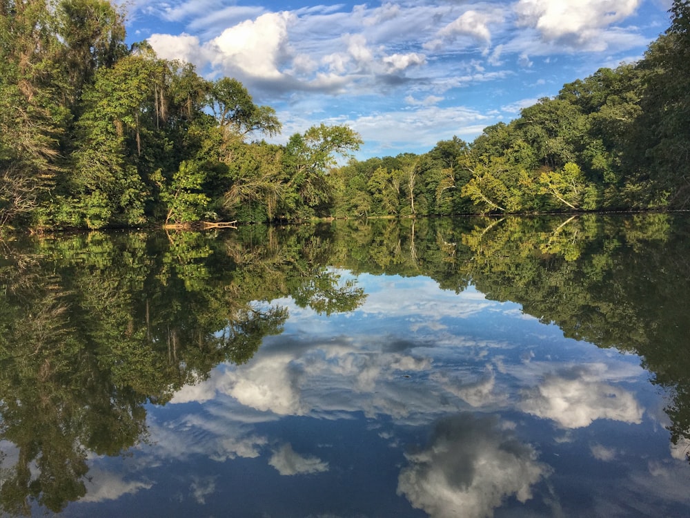 lake surrounded with tall and green trees under blue and white skies