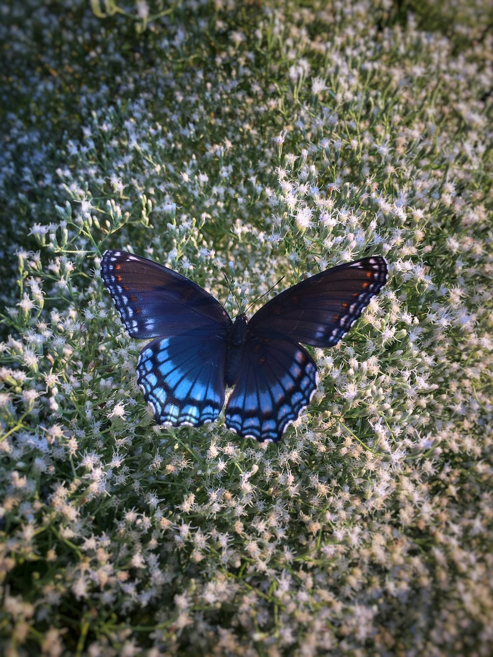papillon noir et bleu