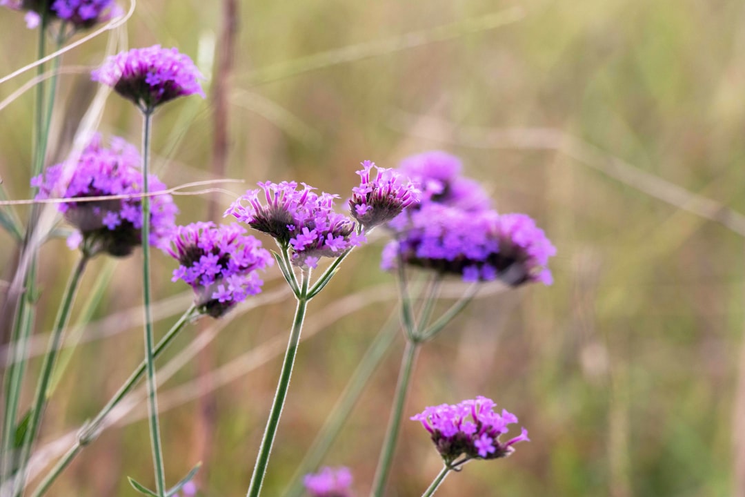 purple cluster flowers