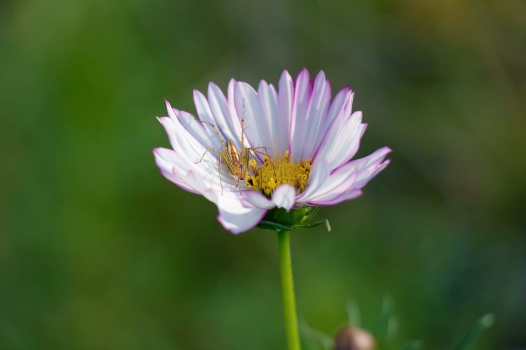 white and pink flower with insect