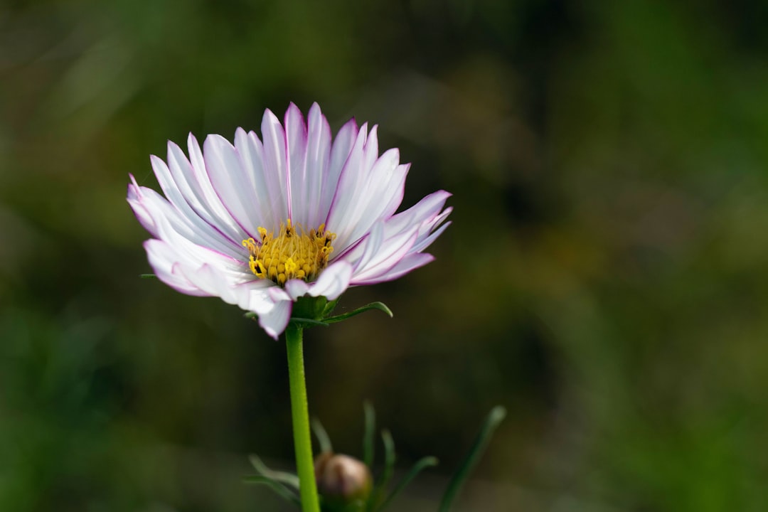 selected focus photography of white daisy