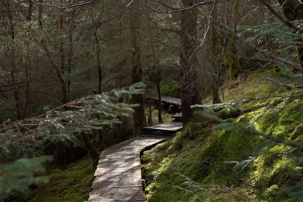 brown wooden walkway