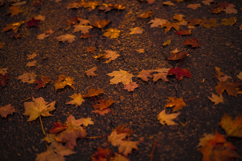 feuilles d’érable sur le sol