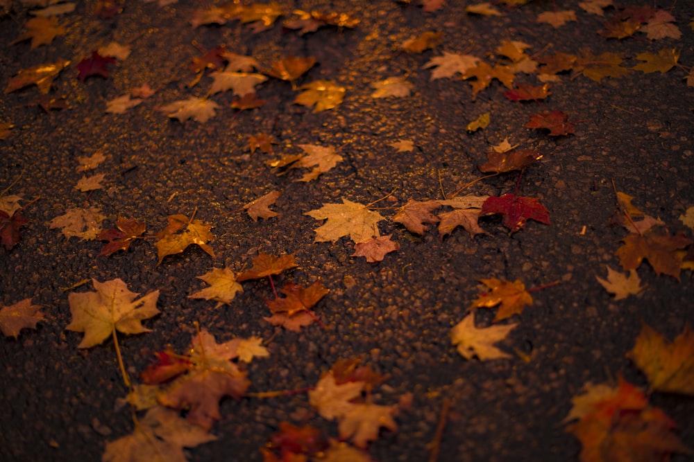 maple leaves on ground