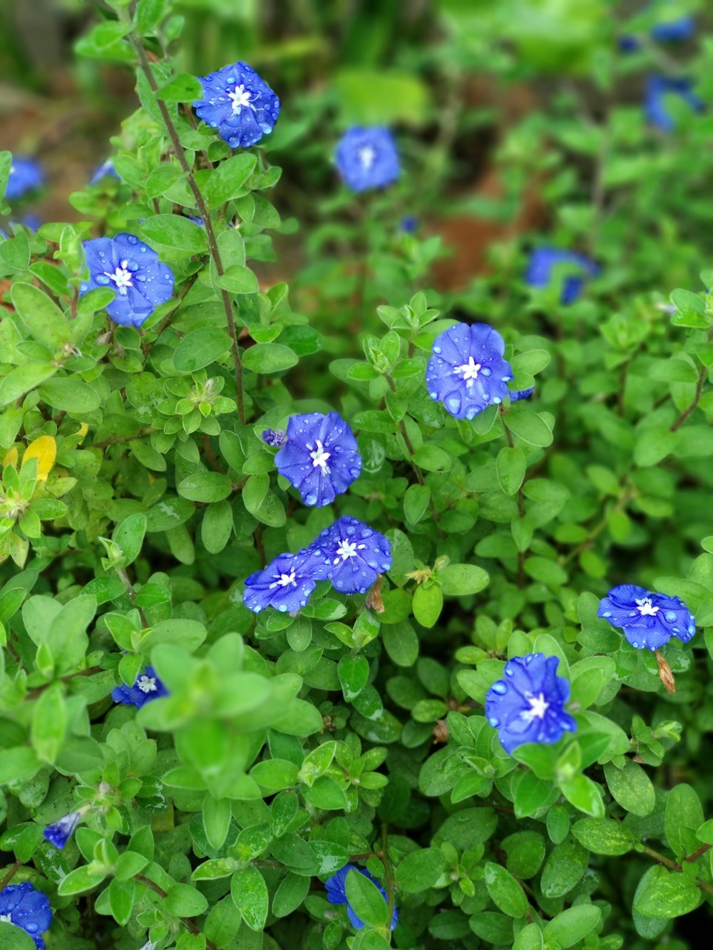 flores de pétalas azuis