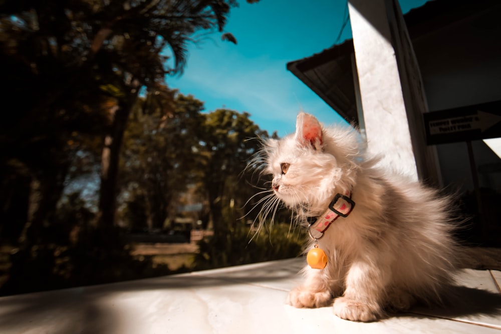 long-coated white cat