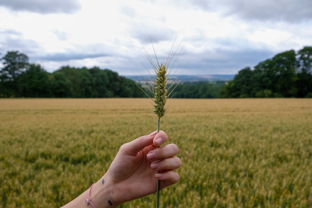 green wheat plant