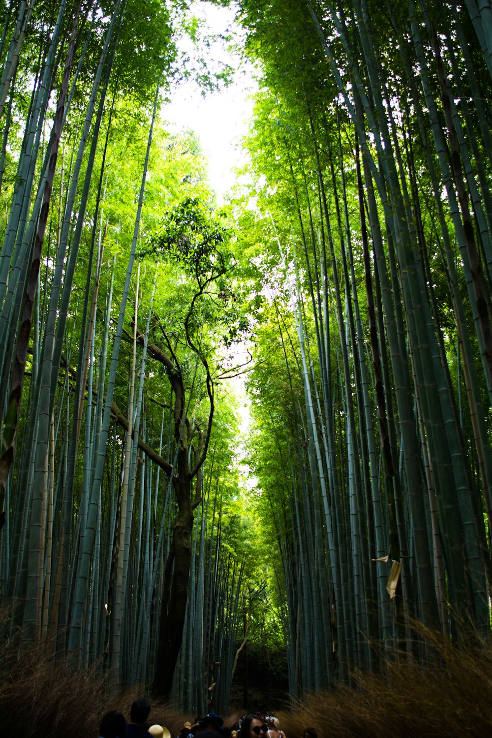 green bamboo trees