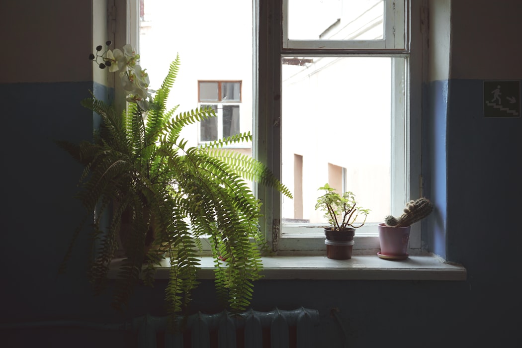 indoor plants sitting on a window shelf in direct sun light