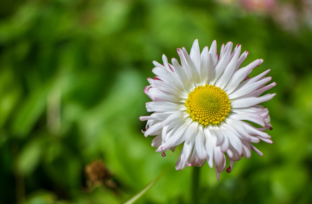 white daisy