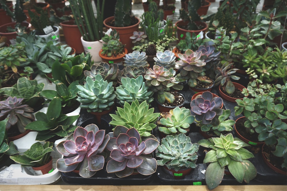 succulent plant lot