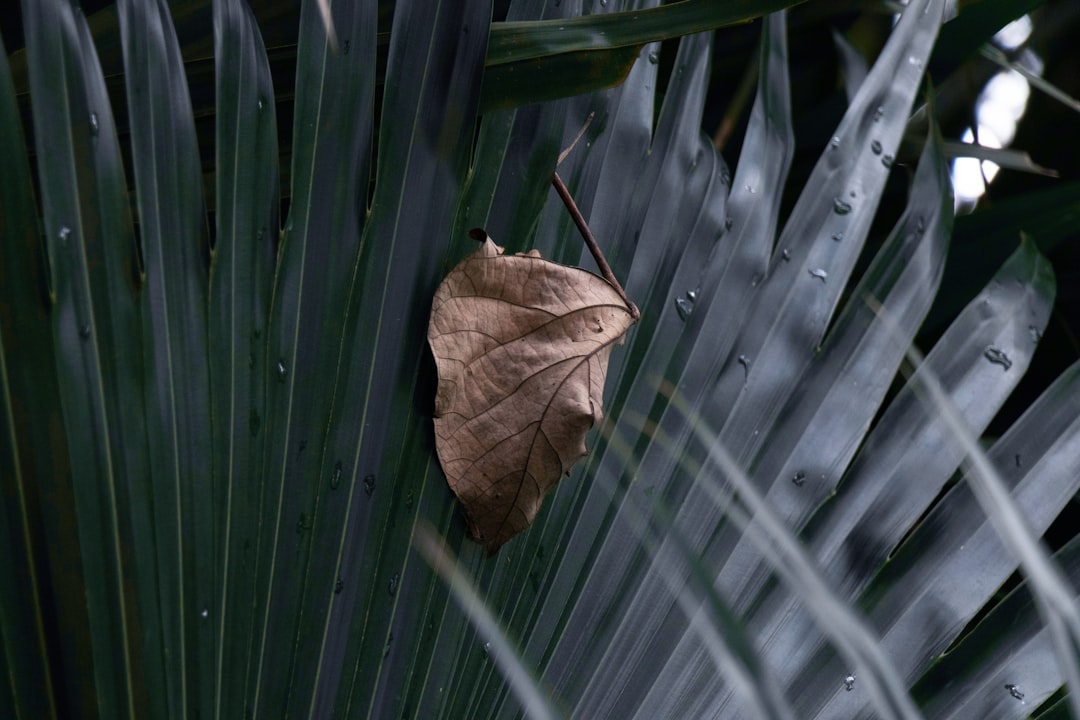 brown dried leaf clinging on green fan palm leaf