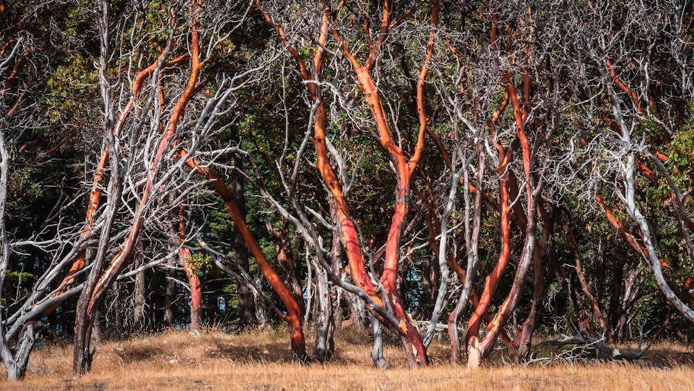 bare trees during daytime