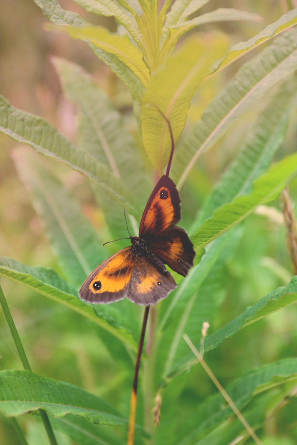 brown and black butterfly