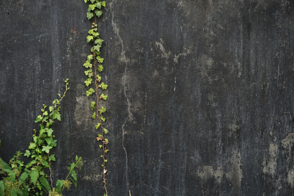 Grüne Efeupflanze auf grauer Betonwand