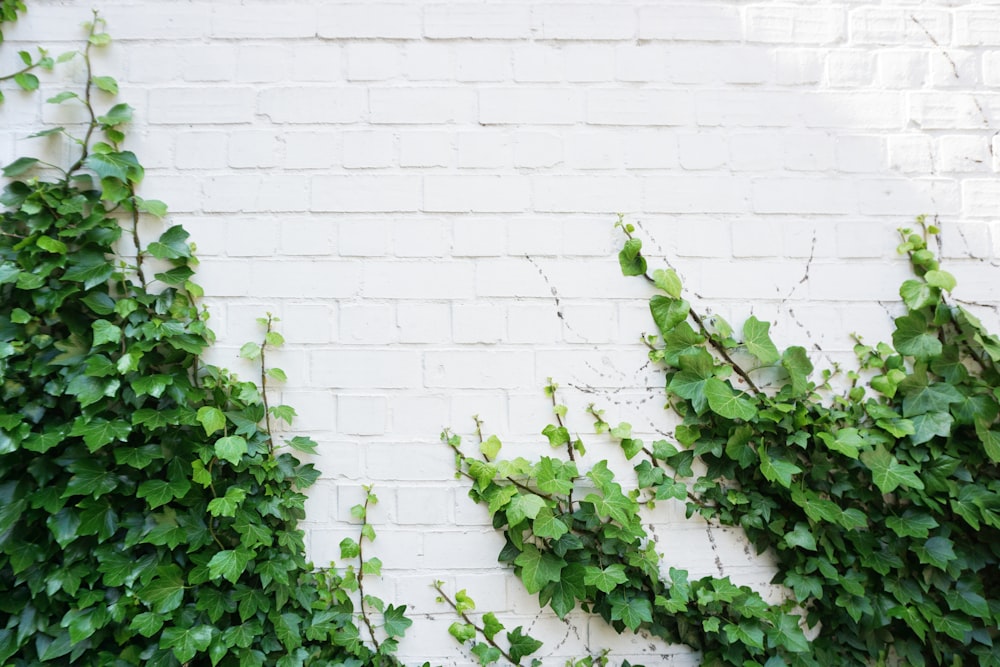 green leaf plants