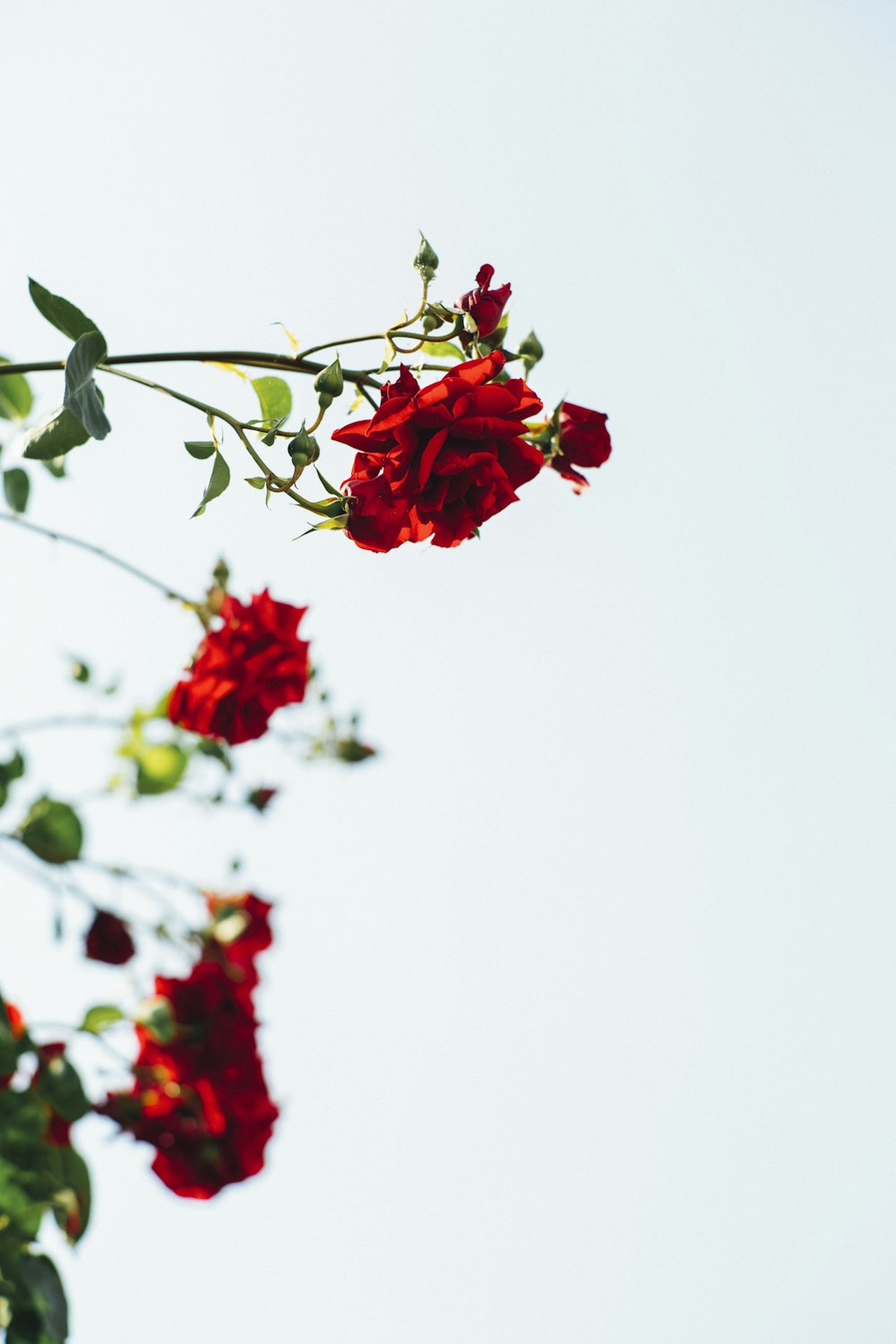 red-petaled flowers