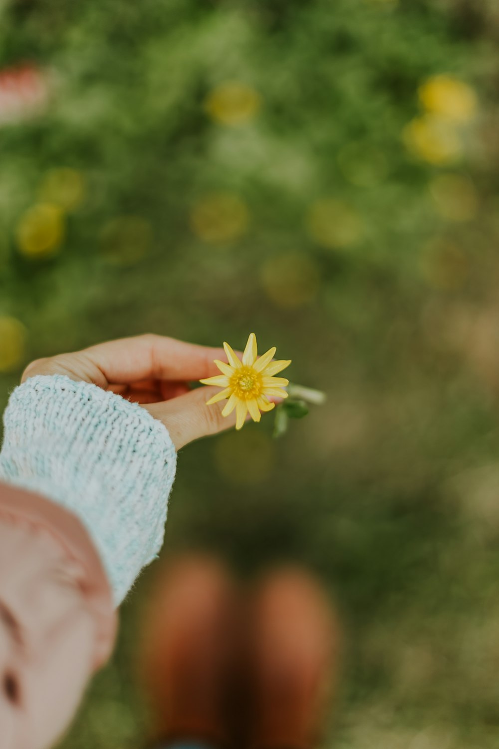 yellow petaled flowers