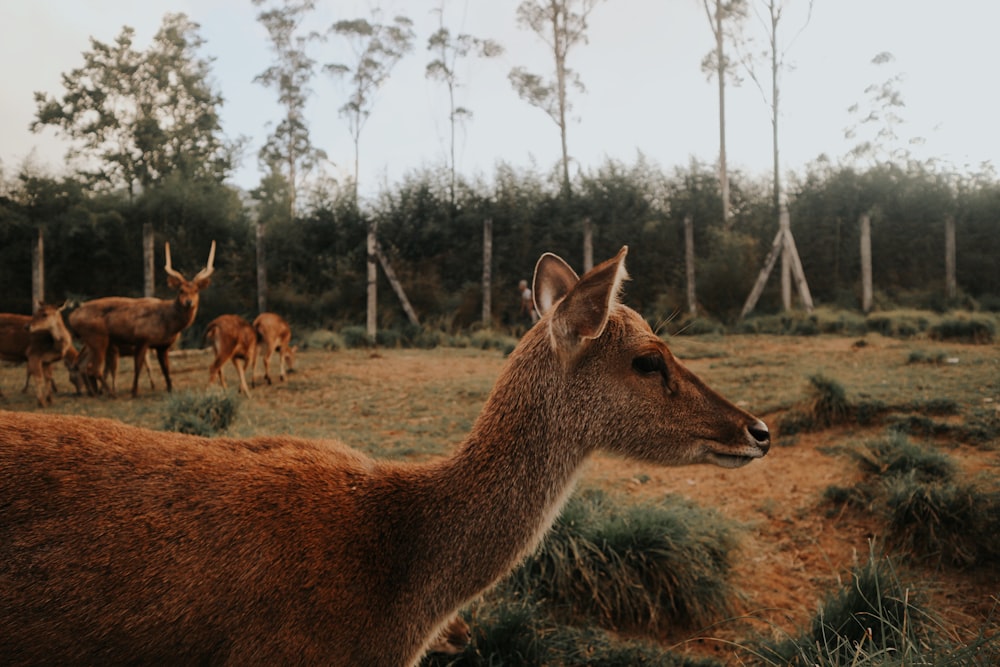 brown deer