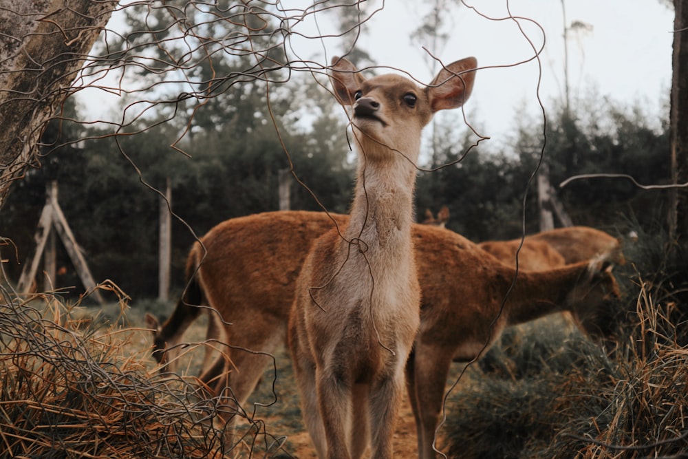 brown deer