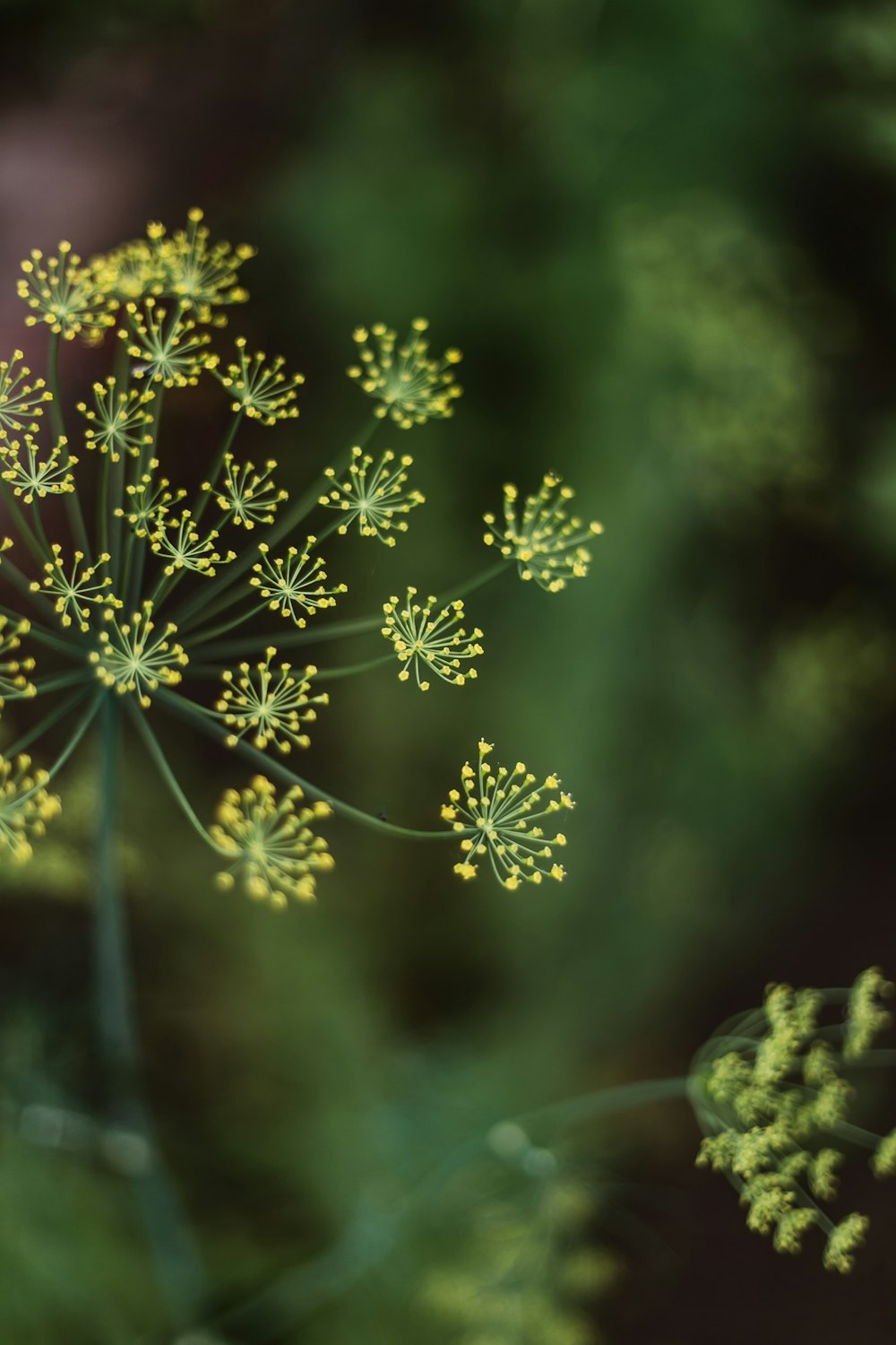 green-leafed plant