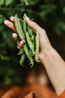 A farmer holding a handful of fresh peas, smiling with satisfaction.