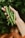 A hand is holding several fresh green pea pods against a blurred background of foliage. The pea pods are vibrant and crisp, suggesting they have just been harvested.
