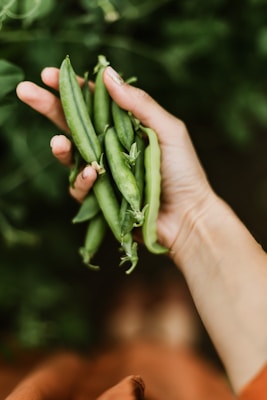 A hand is holding several fresh green pea pods against a blurred background of foliage. The pea pods are vibrant and crisp, suggesting they have just been harvested.