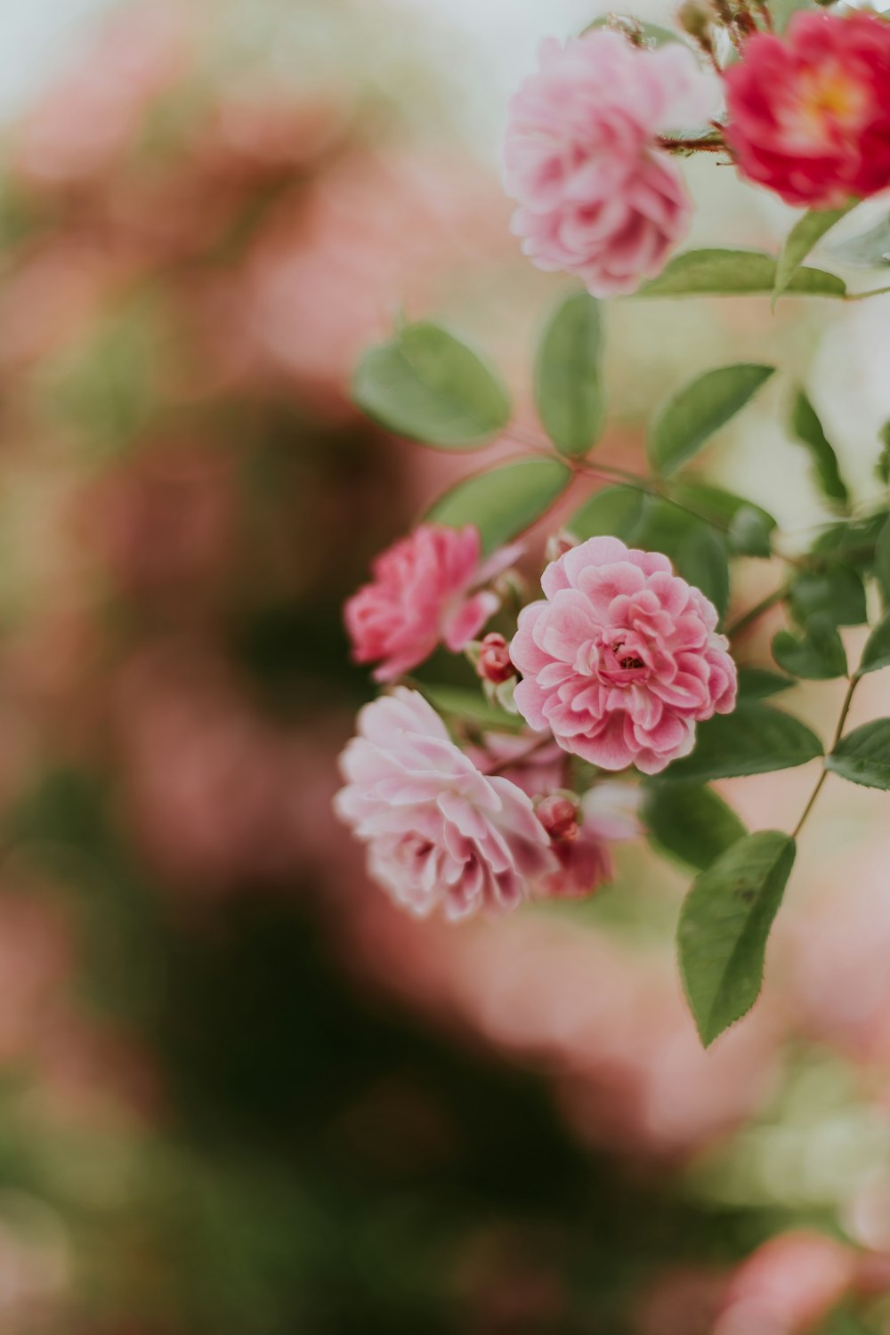 pink multi-petaled flowers