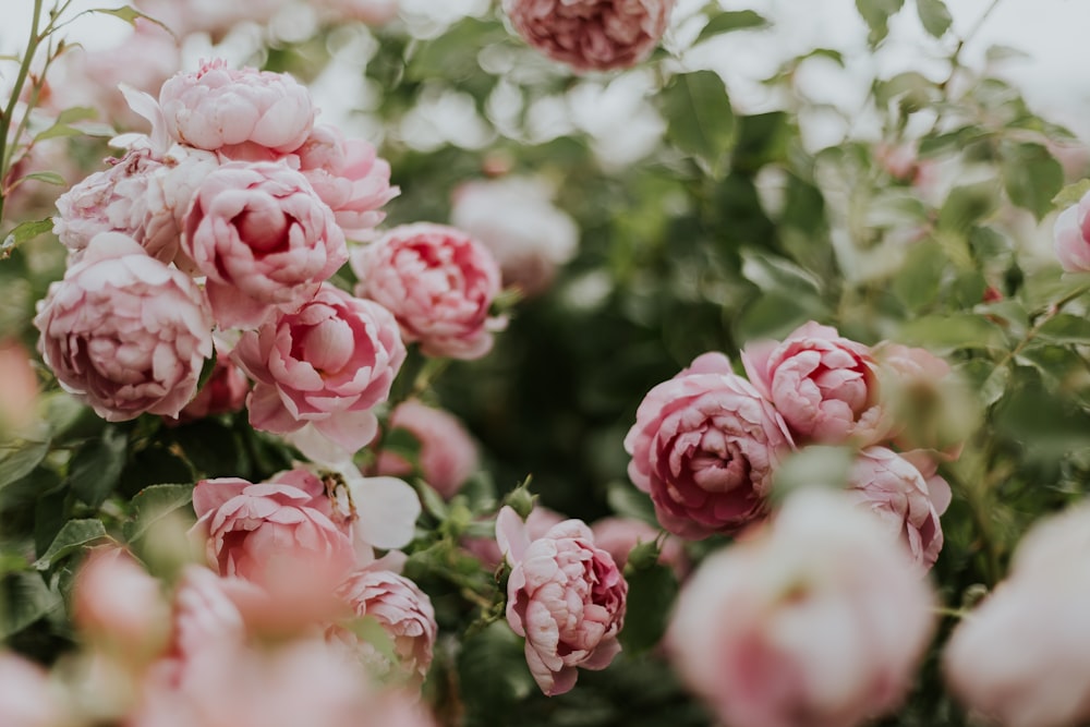 pink flowering green outdoor plant