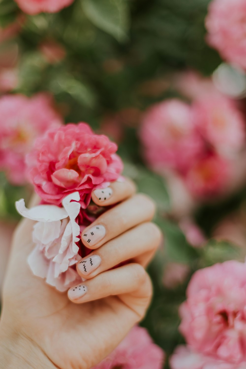 Fotografía de enfoque de flor rosa