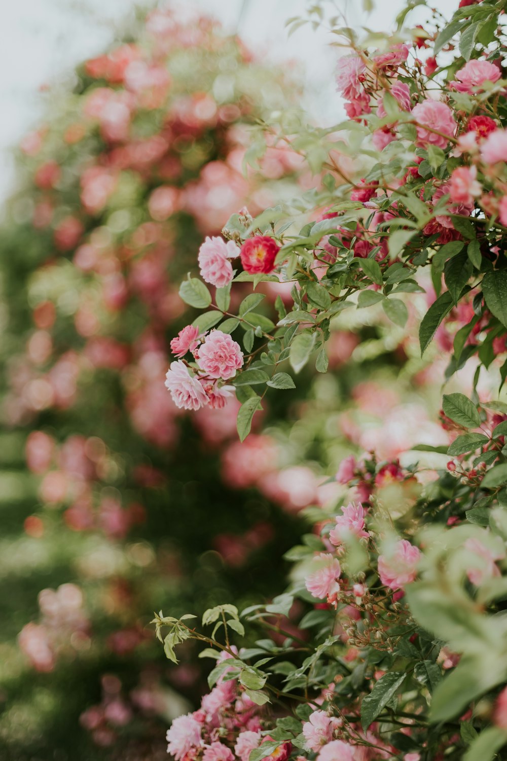 pink flowering plant