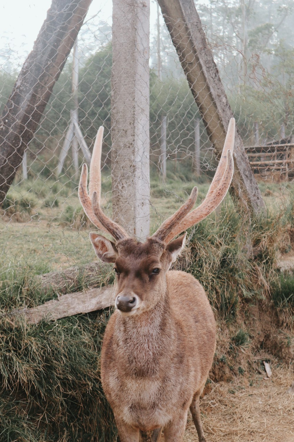 brown deer near chain link fence