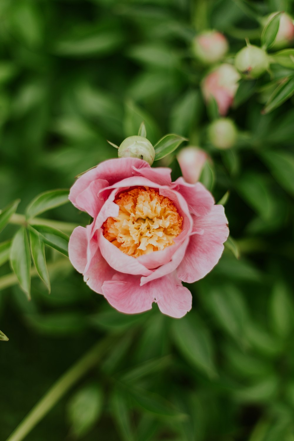 selective focus photography of pink petaled flower