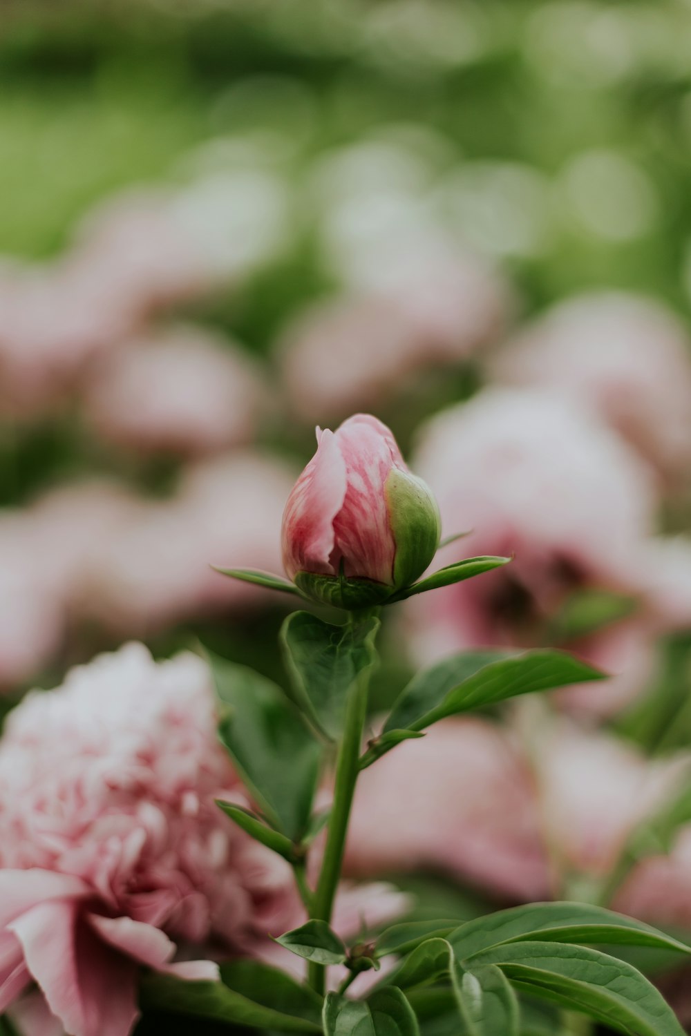 photo of pink flowers