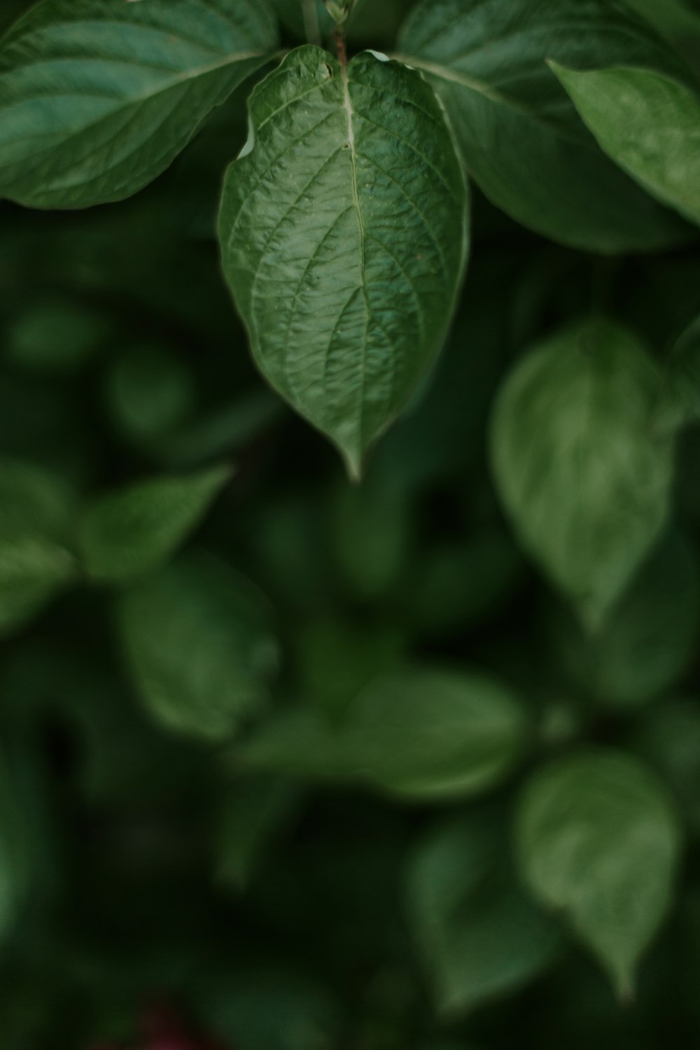 green leaves