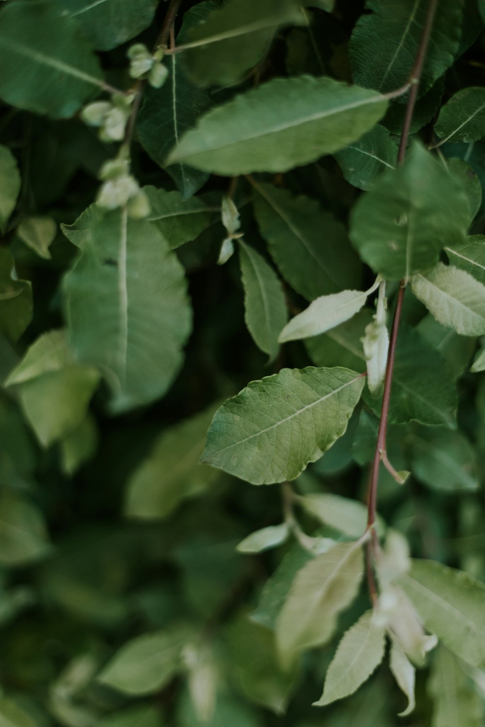 green-leafed plant