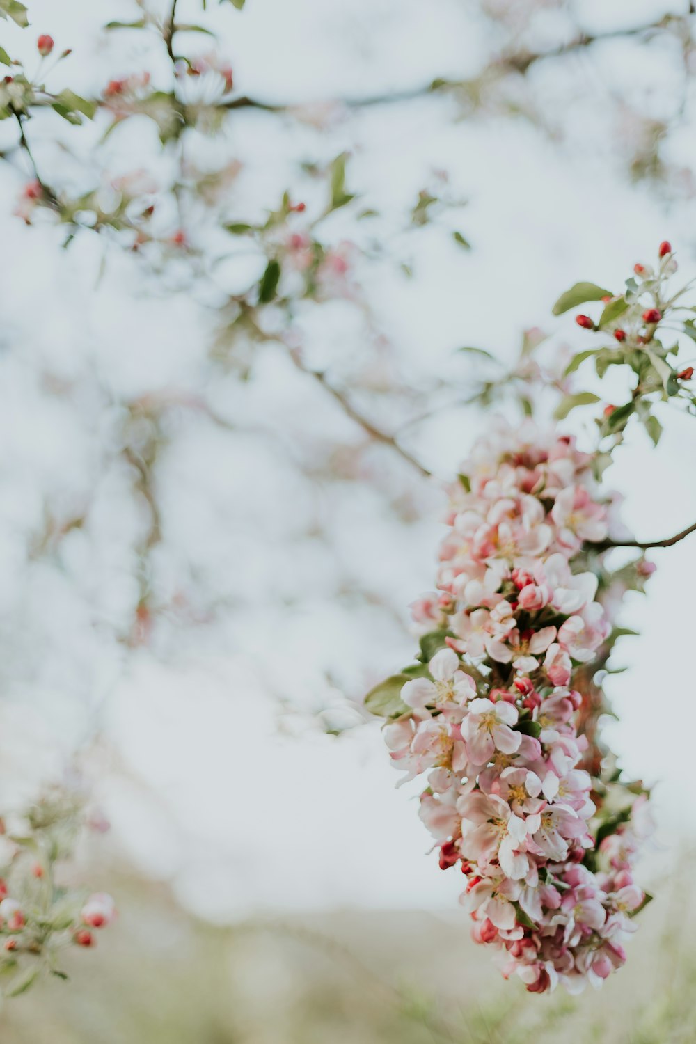 fotografia de foco seletivo da flor de cerejeira