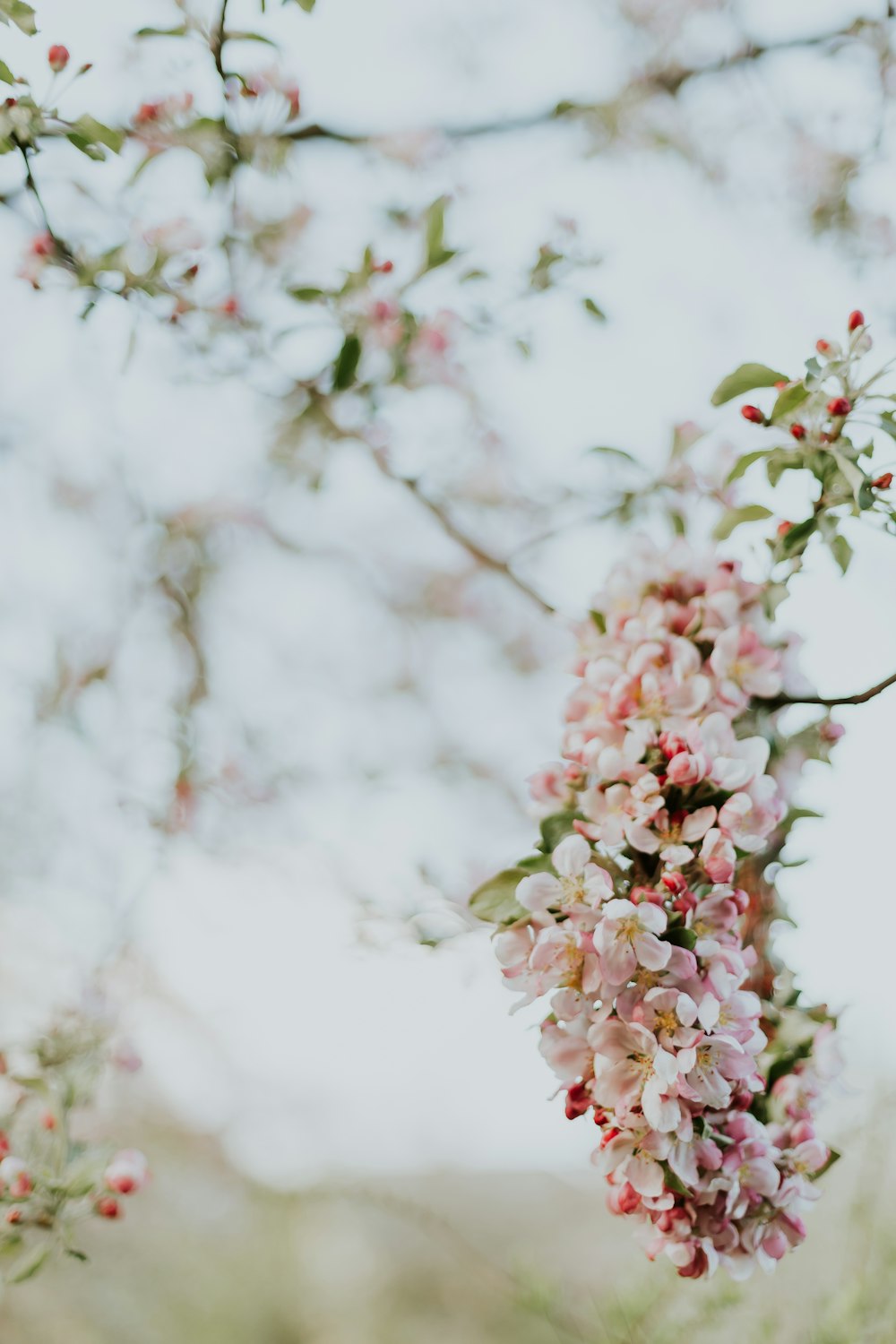 selective-focus photograph of cherry blossom