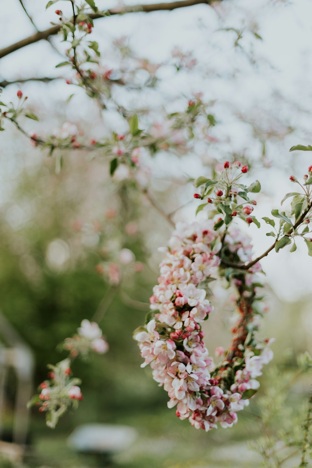 pink petaled flower