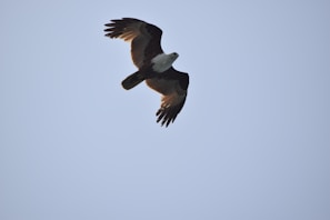 A soaring hawk captured mid-flight against a clear blue sky