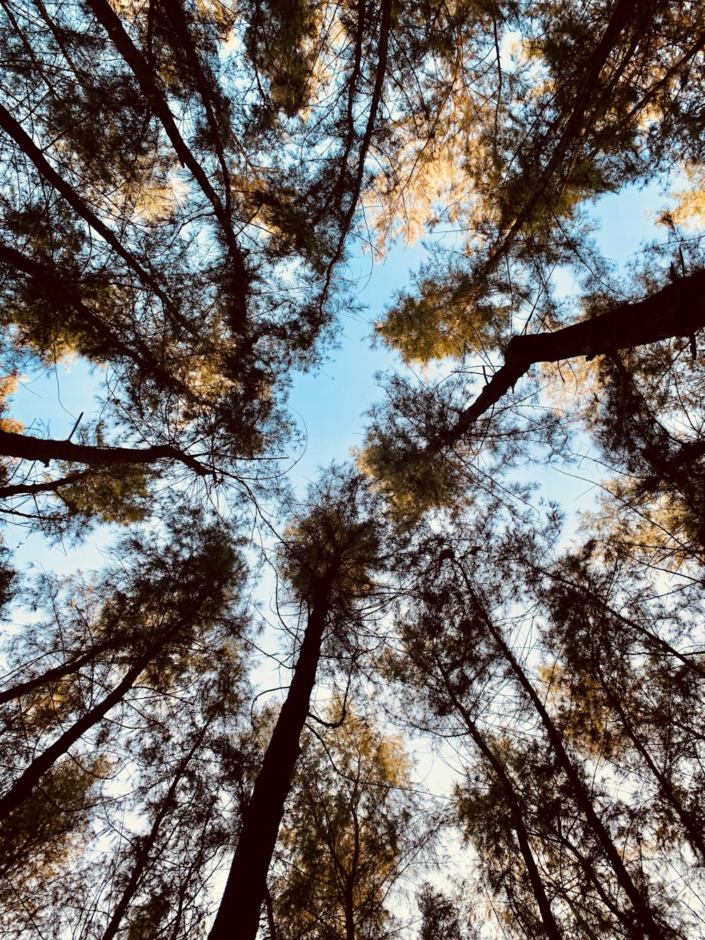 brown and green trees