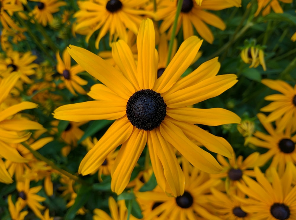 yellow and black petaled flowers