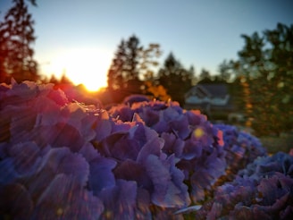A stunning sunset over the hydrangea farm, highlighting its beauty.