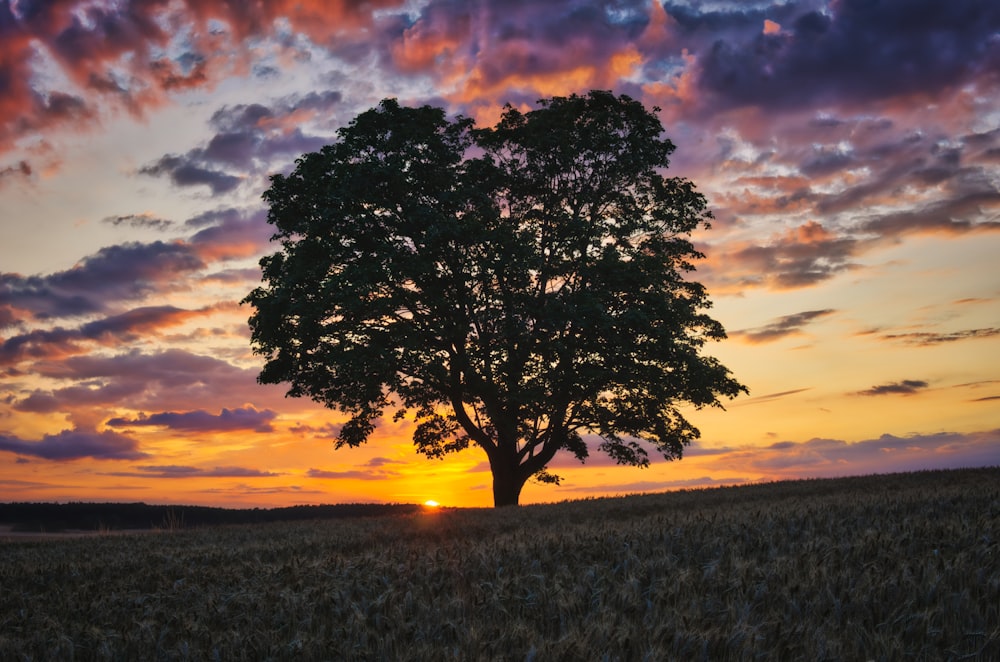 silhouette of a tree at sunset