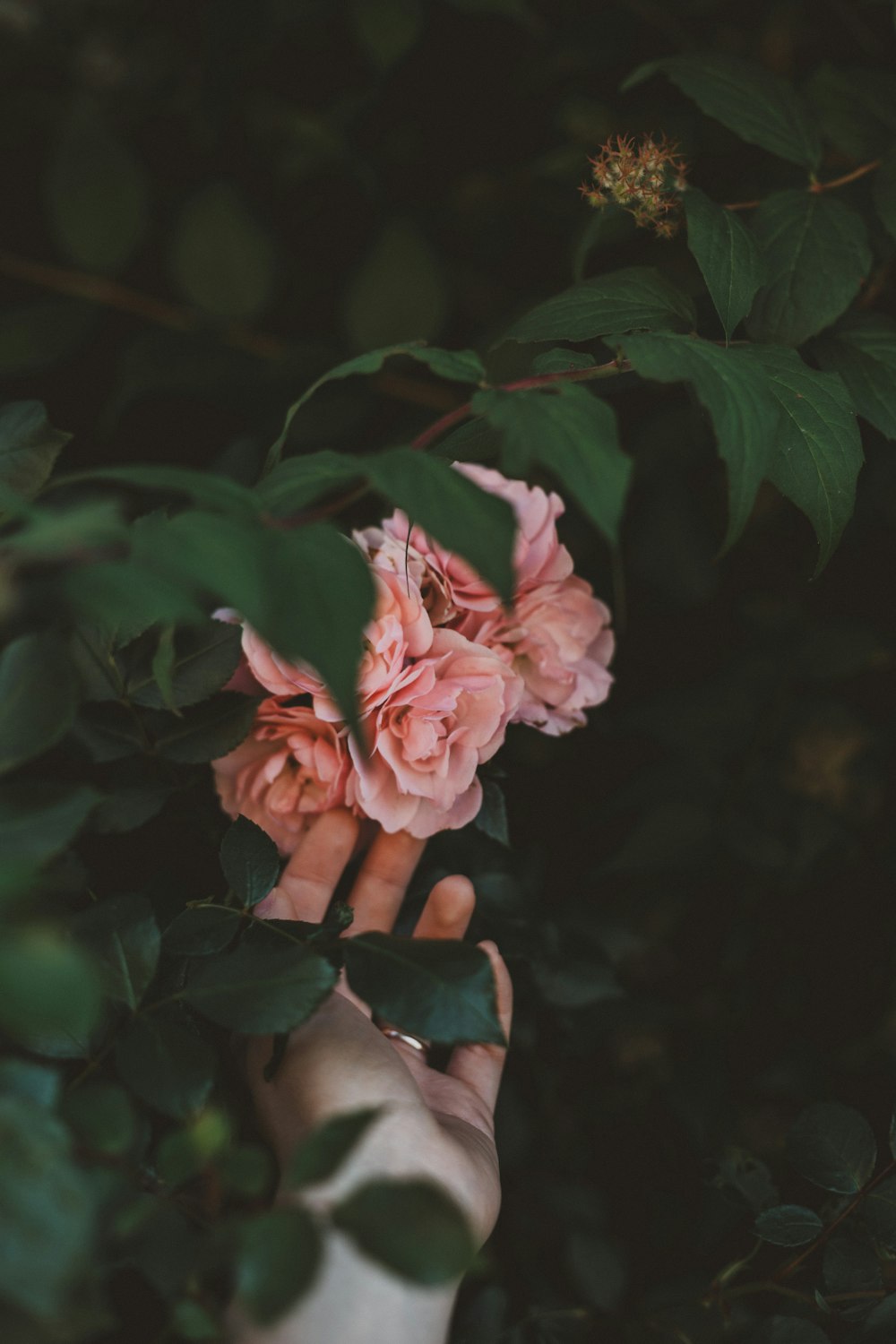 person touching pink flowers